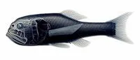 Longjaw bigscale (Scopeloberyx robustus)
