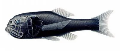 Longjaw bigscale (Scopeloberyx robustus)