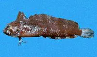 Longjaw blenny (Paraclinus tanygnathus)
