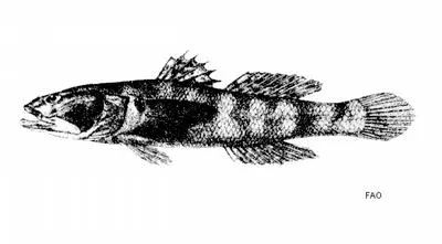 Longjaw goby (Gobiopsis macrostoma)