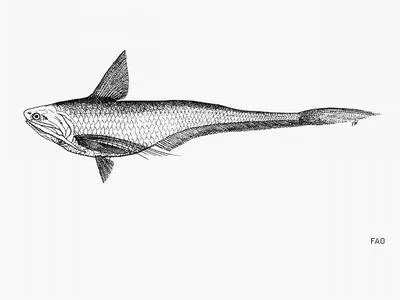 Longjaw grenadier anchovy (Coilia macrognathos)