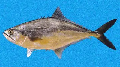 Longjaw leatherjacket (Oligoplites altus)