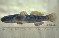 Longjaw mudsucker (Gillichthys mirabilis)