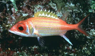 Longjaw squirrelfish (Neoniphon marianus)