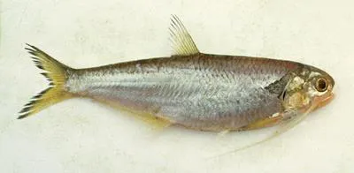Longjaw thryssa (Thryssa setirostris)