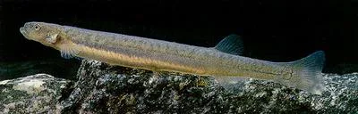 Longjawed galaxias (Galaxias prognathus)