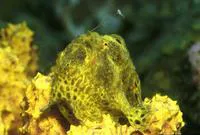 Longlure frogfish (Antennarius multiocellatus)