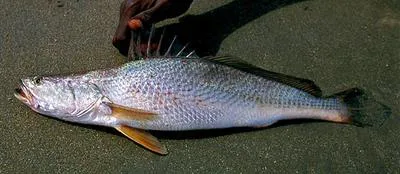 Longneck croaker (Pseudotolithus typus)