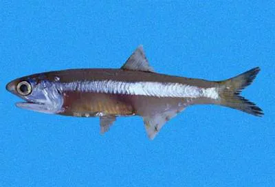 Longnose anchovy (Anchoa nasus)