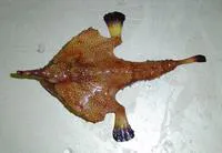 Longnose batfish (Ogcocephalus corniger)
