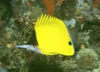 Longnose butterfly fish (Forcipiger flavissimus)