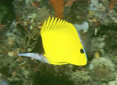 Longnose butterfly fish (Forcipiger flavissimus)