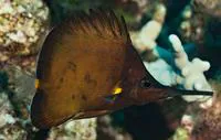 Longnose butterflyfish (Forcipiger longirostris)