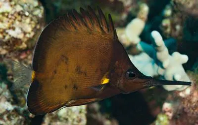 Longnose butterflyfish (Forcipiger longirostris)