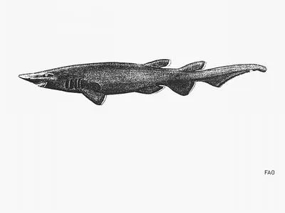 Longnose catshark (Apristurus kampae)