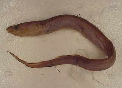 Longnose conger (Bathycongrus wallacei)
