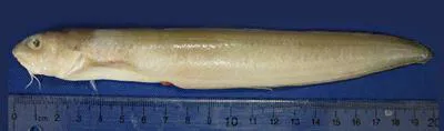 Longnose cusk-eel (Ophidion antipholus)