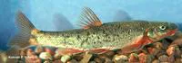 Longnose dace (Rhinichthys cataractae)