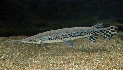 Longnose gar (Lepisosteus osseus)
