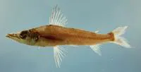 Longnose greeneye (Parasudis truculenta)