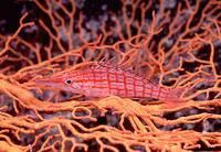 Longnose hawkfish (Oxycirrhites typus)