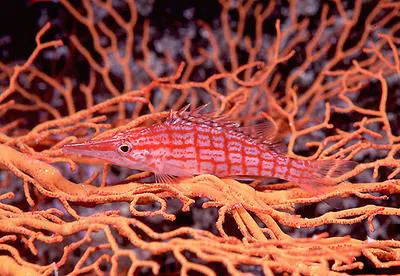 Longnose hawkfish (Oxycirrhites typus)
