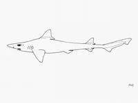 Longnose houndshark (Iago garricki)