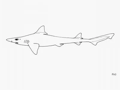 Longnose houndshark (Iago garricki)