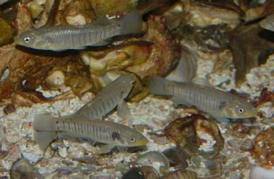 Longnose killifish (Fundulus similis)