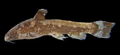 Longnose little warty catfish (Parakysis longirostris)