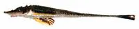 Longnose poacher (Sarritor leptorhynchus)