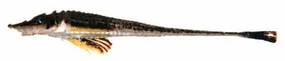 Longnose poacher (Sarritor leptorhynchus)