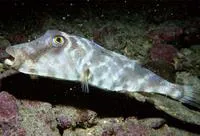 Longnose puffer (Sphoeroides lobatus)