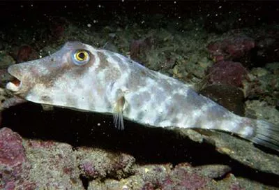 Longnose puffer (Sphoeroides lobatus)