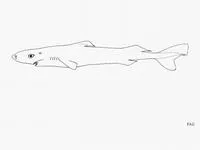 Longnose pygmy shark (Heteroscymnoides marleyi)
