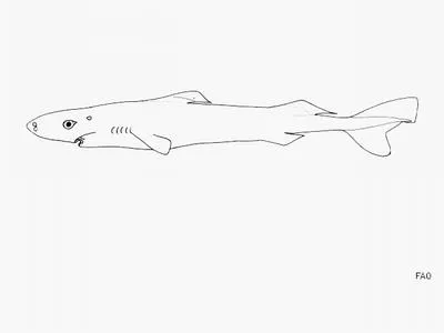 Longnose pygmy shark (Heteroscymnoides marleyi)