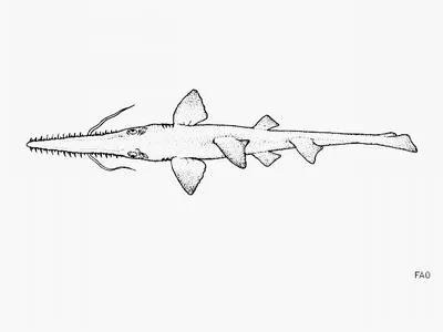 Longnose sawshark (Pristiophorus cirratus)