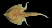 Longnose seabat (Malthopsis lutea)