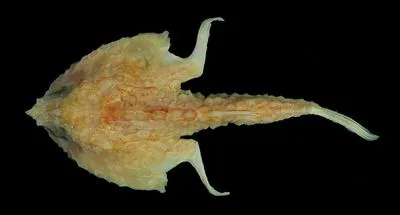 Longnose seabat (Malthopsis lutea)