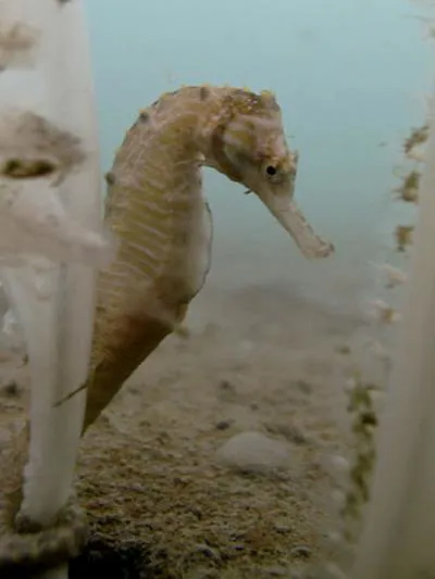 Longnose seahorse (Hippocampus trimaculatus)