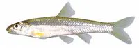 Longnose shiner (Notropis longirostris)
