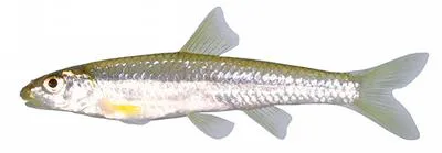 Longnose shiner (Notropis longirostris)