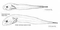 Longnose snailfish (Rhinoliparis barbulifer)