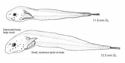 Longnose snailfish (Rhinoliparis barbulifer)