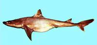 Longnose spurdog (Squalus blainville)