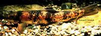 Longnose sucker (Catostomus catostomus catostomus)