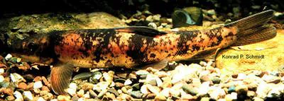 Longnose sucker (Catostomus catostomus catostomus)