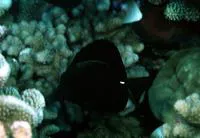 Longnose surgeonfish (Zebrasoma rostratum)