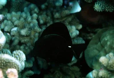 Longnose surgeonfish (Zebrasoma rostratum)