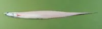 Longnose tapirfish (Polyacanthonotus challengeri)